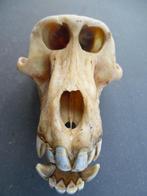 Baviaan Schedel - Papio anubis - with proof of legal origin, Verzamelen, Nieuw