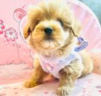 Echte MALTIPOO pups hier geboren, maltezer x toy poedel, Parvo, Overige rassen, 8 tot 15 weken, Meerdere