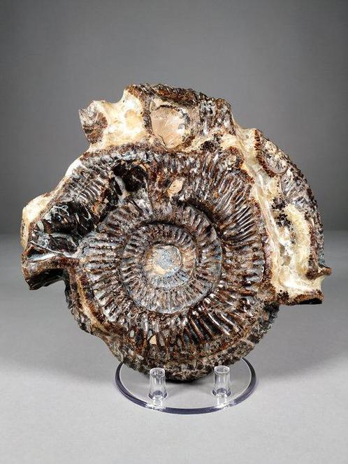 Ammoniet - Gefossiliseerde schelp - Perisphinctes sp. - 22, Verzamelen, Mineralen en Fossielen