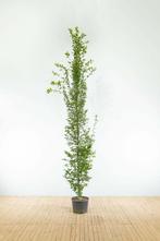 Carpinus betulus Fastigiata beveerd, Tuin en Terras