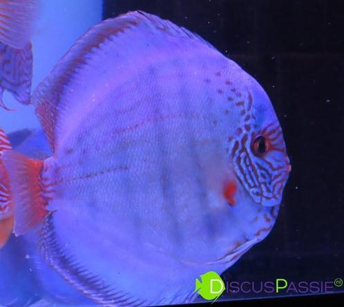 ++ TOPKWALITEIT PIWOWARSKI DISCUS ++ discusvissen discusvis, Dieren en Toebehoren, Vissen | Aquariumvissen, Vis, Zoetwatervis