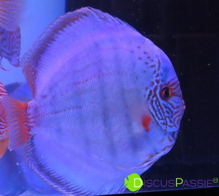 ++ TOPKWALITEIT PIWOWARSKI DISCUS ++ discusvissen discusvis, Dieren en Toebehoren, Vissen | Aquariumvissen, Vis, Zoetwatervis