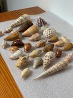 Tropische schelpdieren Zeeschelp - Collection de coquillages, Verzamelen, Dierenverzamelingen, Nieuw