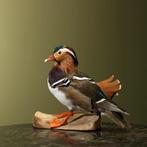 Mandarijneend Taxidermie Opgezette Dieren By Max, Ophalen of Verzenden, Nieuw, Vogel, Opgezet dier