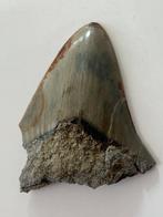 Megalodon tand 8,8 cm - Fossiele tand - Carcharocles, Nieuw