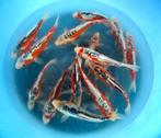 Hirasawa Marusei 28-35cm (Japanse Koi), Dieren en Toebehoren, Vissen | Vijvervissen, Karper of Koi