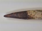 Spinosaurus - Fossiele tand - Spinosaur Aegyptiacus - 10 cm