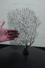 Fine Gorgonian Sea Fan / zeewaaier op houten sokkel