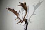 Fallow Buck Trophy Schedel - Dama dama - 50 cm - 70 cm - 60, Nieuw