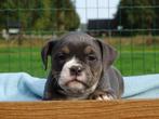 Old English Bulldog pups! t Gezonde type. Mogen direct mee!, Parvo, Nederland, 8 tot 15 weken, Bulldog