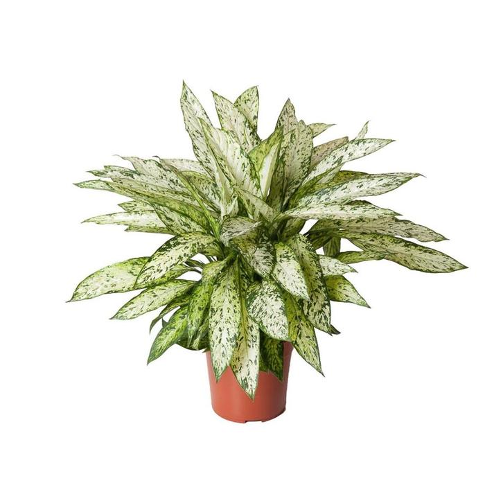 Dieffenbachia Vesuvius - Ø27cm - 80cm, Tuin en Terras, Bloembollen en Zaden, Verzenden