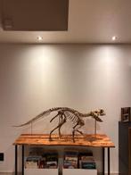 Dinosaurus - Gereconstrueerd skelet - Psittacosaurus