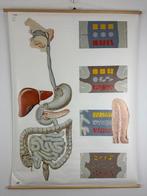 Anatomische schoolkaart – Spijsvertering (V 2043) -