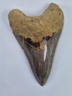 Megalodon - Fossiele tand - 10.7 cm, Verzamelen