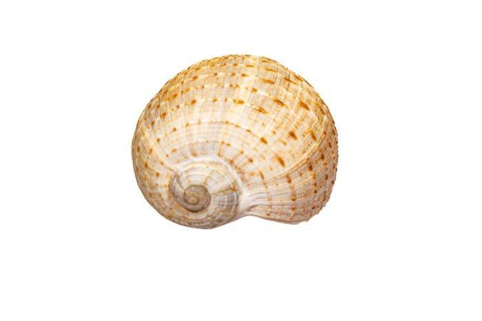 Fig-schelp ***NO MINDPRICE*** Taxidermie wandmontage - Ficus, Verzamelen, Dierenverzamelingen