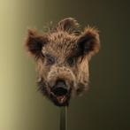 Wild Zwijn Middel Taxidermie Opgezette Dieren By Max, Ophalen of Verzenden, Nieuw, Wild dier, Opgezet dier
