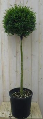 Liguster Bol 140 cm - Warentuin Natuurlijk, Tuin en Terras, Planten | Tuinplanten, Verzenden