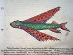 Conrad Gesner [Konrad Gessner] 1516-1565: Fishbuch: Flying