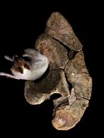 Dinosaurus - Fossiel bot - Sauropode Illium - 160 cm - 142