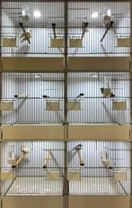 Ledverlichting broedkooien kweekkooien led dimmer tc420, Dieren en Toebehoren, Vogels | Hokken en Kooien, Ophalen of Verzenden