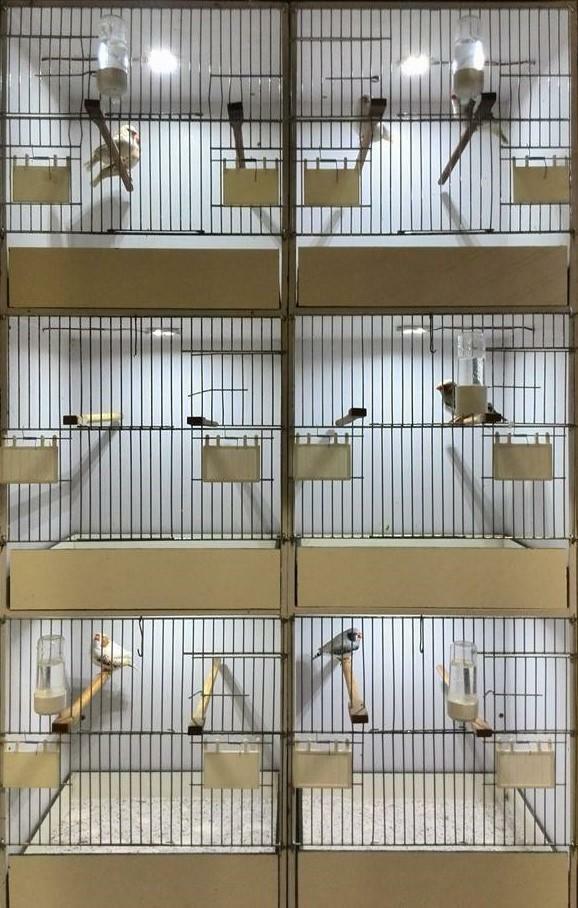 Ledverlichting broedkooien kweekkooien led dimmer tc420, Dieren en Toebehoren, Vogels | Hokken en Kooien, Broedkooi of Kweekkooi