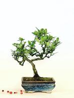 Vuurdoorn bonsai (Pyracantha) - Hoogte (boom): 22 cm -