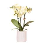 Kolibri Orchids | Gele orchidee Mexico + Floral sierpot lich, Verzenden