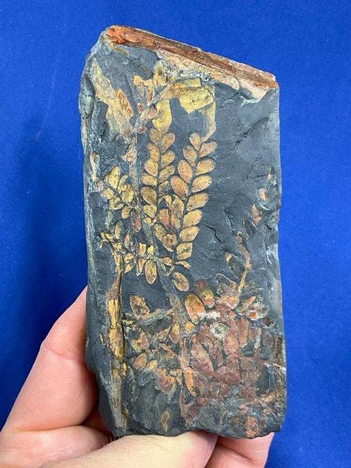 Indrukwekkend zeldzame kleurrijke plantenoefen -, Verzamelen, Mineralen en Fossielen
