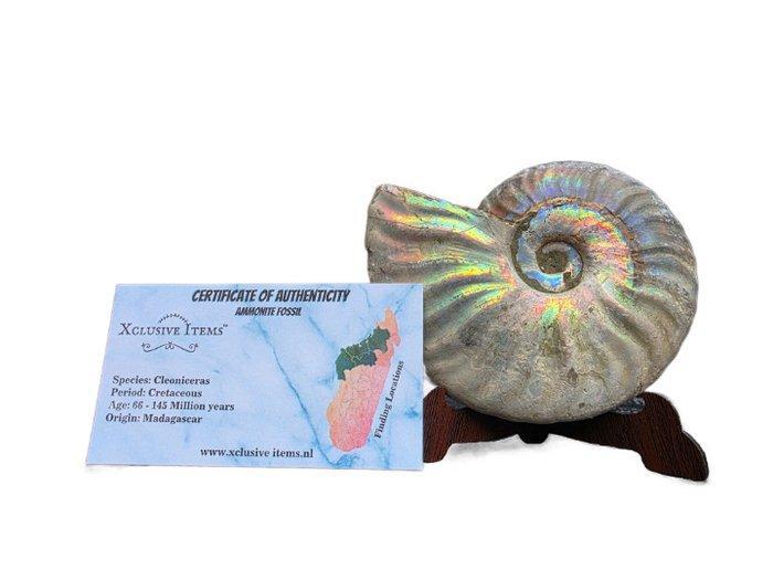 Opalised regenboogammoniet ammonite - Hoogte: 10 cm -, Verzamelen, Mineralen en Fossielen