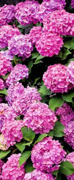 Banner Rianne 75 cm x 180 cm, Verzenden, Nieuw