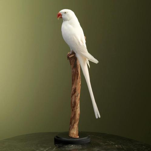 Parkiet Taxidermie Opgezette Dieren By Max, Verzamelen, Dierenverzamelingen, Opgezet dier, Nieuw, Vogel, Ophalen of Verzenden