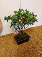 Azalea bonsai (Rhododendron) - Hoogte (boom): 24 cm - Diepte