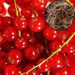 Rode Aalbes Jonkheer van Tets wortelgoed 1 pla, Tuin en Terras, Planten | Fruitbomen, Volle zon, Verzenden