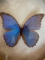 Vlinder Taxidermie volledige montage - Morpho didiis - 58 cm, Antiek en Kunst