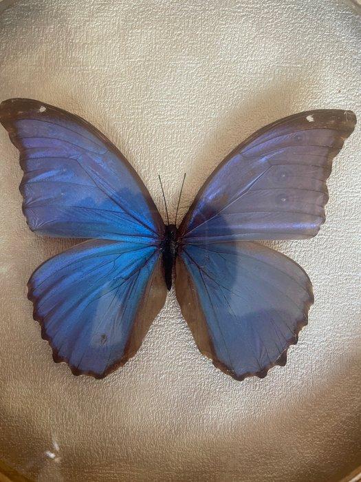 Vlinder Taxidermie volledige montage - Morpho didiis - 58 cm, Antiek en Kunst, Curiosa en Brocante