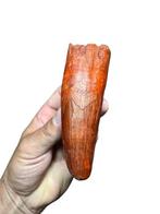Spinosaurus - Fossiele tand - Enorme dente - 12 cm - 4.5 cm