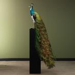 Bonte Pauw Taxidermie Opgezette Dieren By Max, Ophalen of Verzenden, Nieuw, Vogel, Opgezet dier
