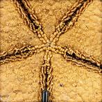Mooie zeester Asterias Rubens op stand- 411.82 g