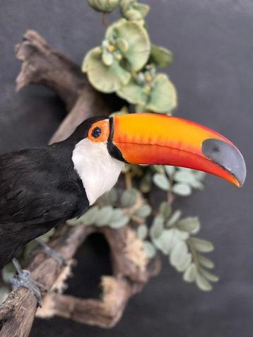 Toekan Taxidermie volledige montage - Ramphastos toco - 55 beschikbaar voor biedingen