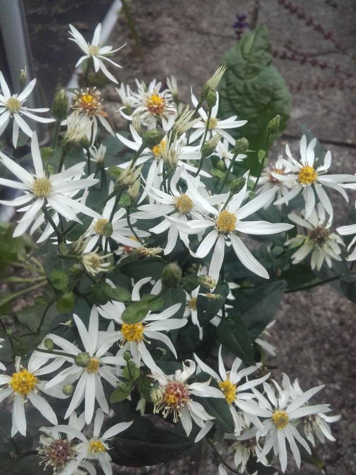 Aster divaricatus , witte sneeuw aster, Tuin en Terras, Planten | Tuinplanten, Vaste plant, Halfschaduw, Herfst, Ophalen of Verzenden