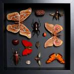 Vlinder Taxidermie volledige montage - Cymothoe sangaris,, Antiek en Kunst