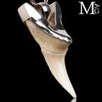 Haai Set tanden - Isurus oxyrinchus - 48 mm - 21 mm - 16 mm-