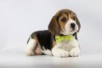 Beagle pups - Belgische Beagle fokker   VANAF 750 €, Meerdere, 8 tot 15 weken, Meerdere dieren, België