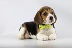 Beagle pups - Belgische Beagle fokker, Dieren en Toebehoren, Honden | Beagles, Bassets en Lopende honden, Parvo, België, Beagle