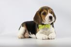 Beagle pups - Belgische Beagle fokker   VANAF 750 €, Dieren en Toebehoren, Meerdere, 8 tot 15 weken, Meerdere dieren, België