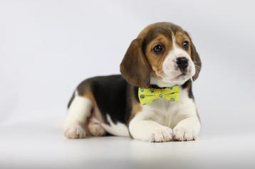 Beagle pups - Belgische Beagle fokker beschikbaar voor biedingen