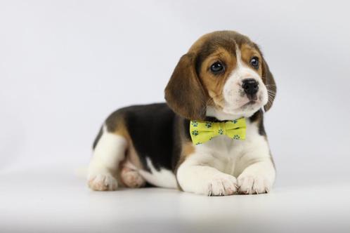 Beagle pups - Belgische Beagle fokker, Dieren en Toebehoren, Honden | Beagles, Bassets en Lopende honden, Meerdere, Meerdere dieren