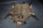 Wild zwijn Taxidermie wandmontage - Sus scrofa - 160 cm -, Nieuw