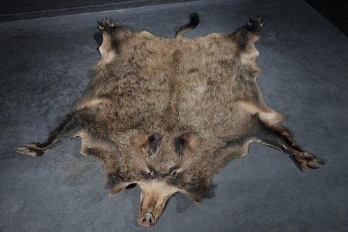 Wild zwijn Taxidermie wandmontage - Sus scrofa - 160 cm -, Verzamelen, Dierenverzamelingen