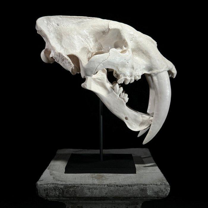 Geen reserveprijs - Replica van de Sabertand Tijgergebit, Verzamelen, Dierenverzamelingen